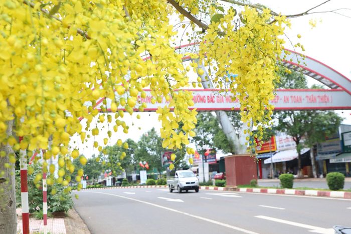 Khu vực Gia Nghĩa từ lâu đã được gọi bằng cái tên “Phố thị hoa vàng” nhờ những mùa hoa nối tiếp nhau nở quanh năm