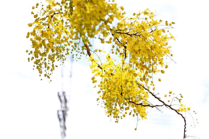 Loài hoa nổi bật với những chùm hoa nặng trĩu, cành hoa rủ xuống dài gần 40cm, với mùi hương dịu nhẹ