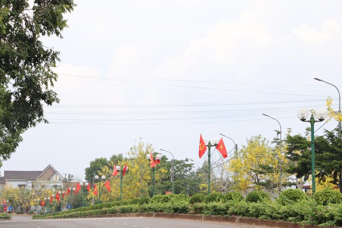 Tại khu vực Gia Nghĩa, cây osaka vàng được trồng cách đây 7 - 8 năm. Cây này được trồng dọc những tuyến đường trung tâm, hoa viên...