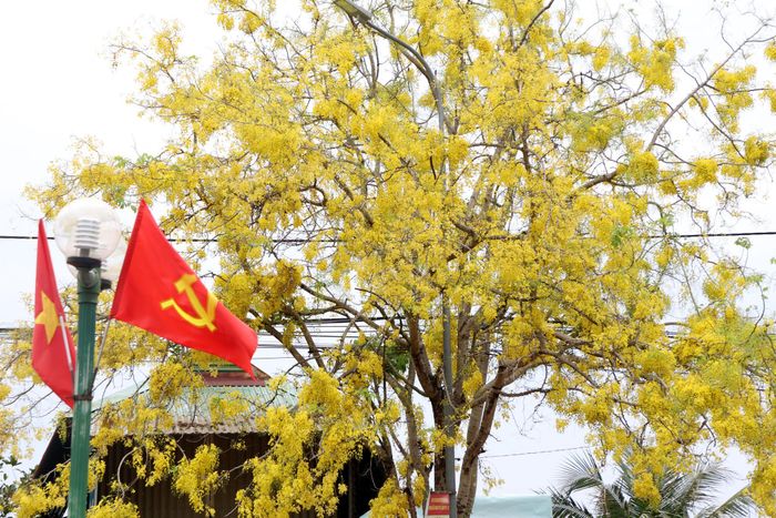 Màu vàng của hoa osaka càng rực rỡ trong ánh nắng đặc trưng của Tây Nguyên