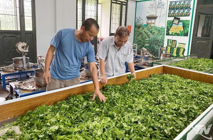 Để đạt chứng nhận OCOP, các chủ thể tại Thái Nguyên phải đáp ứng nhiều tiêu chí, nhất là tiêu chí đảm bảo chất lượng, an toàn.