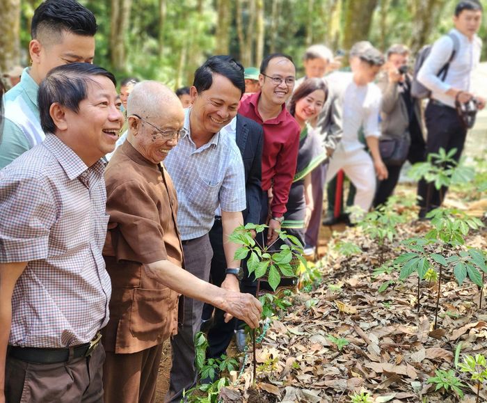 Dược sĩ Đào Kim Long (thứ 2 từ phải qua) chạm tay vào cây sâm Ngọc Linh, cây “thuốc giấu” ông mất nhiều tháng trời tìm thấy cách đây 53 năm.
