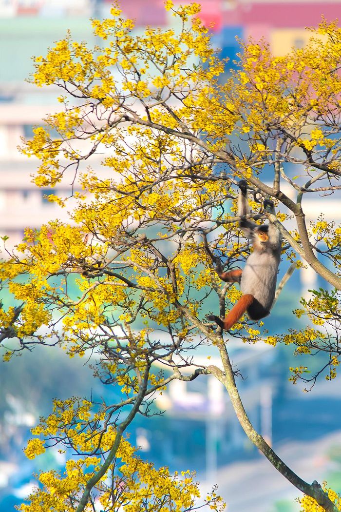 Nữ hoàng linh trưởng bên hoa vàng.