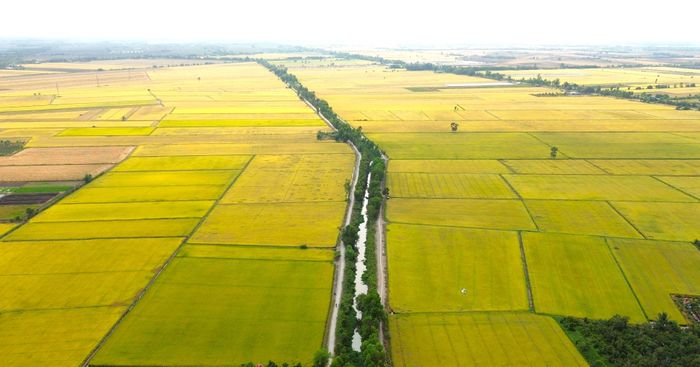  Vùng đất phèn ở Tân Phước đã thay da đổi thịt khi người dân biến đất hoang thành đất sản xuất. 
