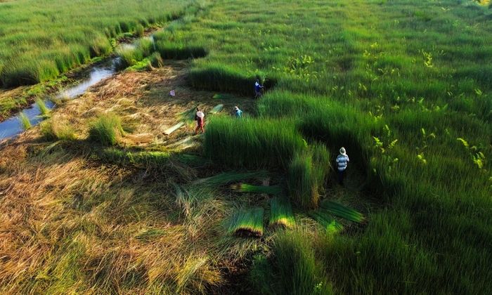  Những cánh đồng năn, bàng trên vùng đất phèn ở Tân Phước ngày nào còn lại gần 10ha dùng để sản xuất hàng thủ công, mỹ nghệ. 