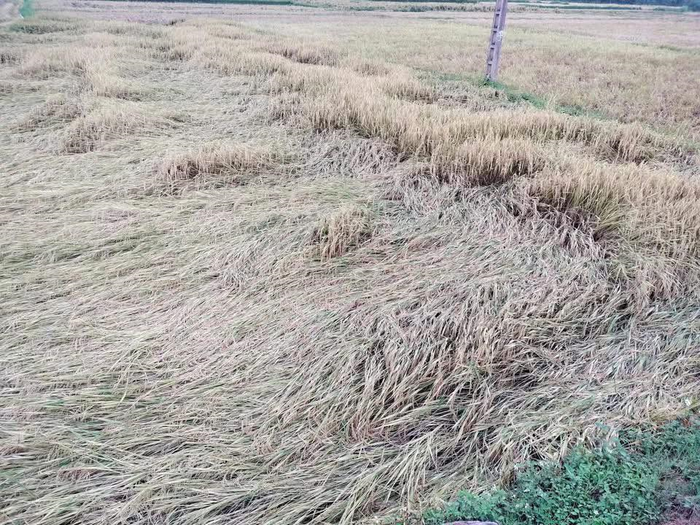 Diện tích lúa đến kỳ thu hoạch tại xã Sam Mứn bị ảnh hưởng nặng sau mưa dông, mưa đá. Ảnh: UBND Xã Sam Mứn cung cấp