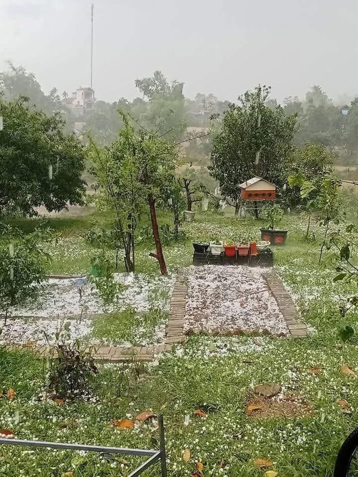  Hoa màu và cây trái bị thiệt hại do mưa đá ở tỉnh Điện Biên chiều 2-5. Ảnh người dân chia sẻ 