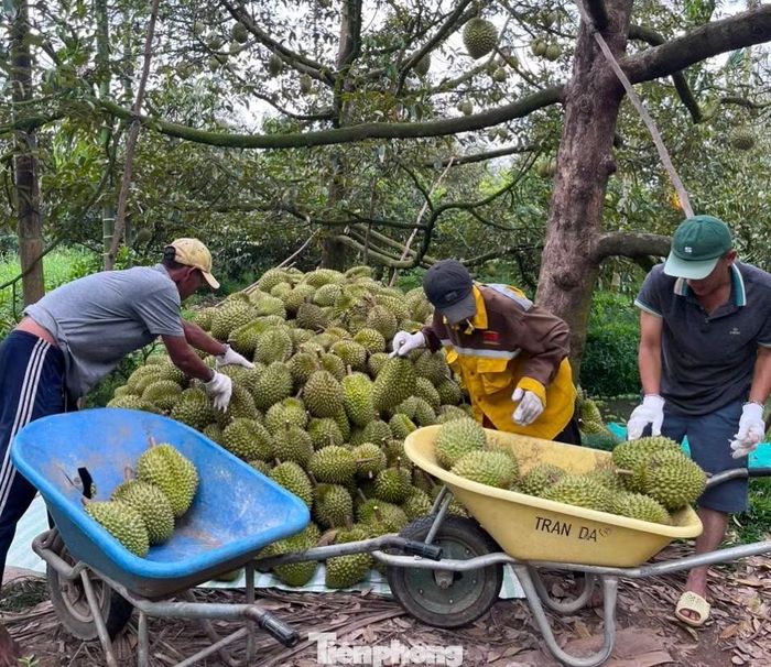  Ông Nguyễn Văn Vinh (xã Quới Thiện, tỉnh Vĩnh Long) cho biết, tại địa phương nhiều nhà vườn sầu riêng đang vào thu hoạch, giá bán tại vườn bình quân khoảng trên 30.000 đồng/kg, thậm chí bán xô chưa tới 30.000 đồng/kg. Với mức giá này, người trồng sầu riêng không có lãi. Hiện thương lái ít khi đặt cọc trước, cẩn trọng do giá cả không ổn định. 