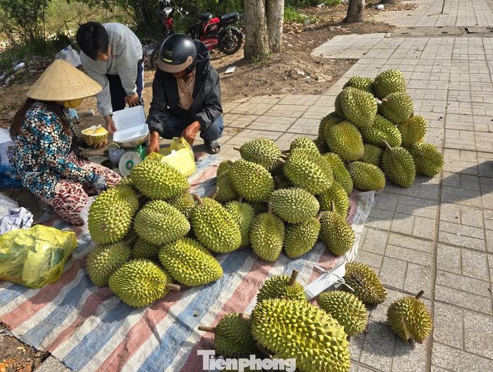 "Mấy ngày nghỉ lễ, nhiều khách du lịch đi qua đây mình bán có thể được 50.000 đồng/kg, còn thương lái vào vườn mua có 30.000 đồng/kg, mà đây là loại đẹp, chứ loại không đẹp thương lái mua chỉ 10.000 - 15.000 đồng/kg, năm nay coi như thất thu", bà Nguyễn Thị Muội (xã Phong Điền, Cần Thơ) cho hay.