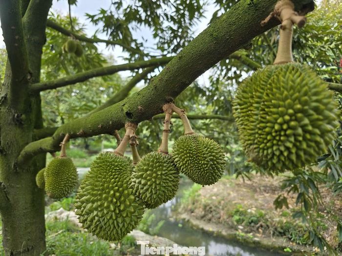 Sở Nông nghiệp và Môi trường Vĩnh Long cho rằng, chuỗi liên kết tiêu thụ lỏng lẻo nên xảy ra tình trạng "tranh mua, tranh bán", "bẻ cọc", bỏ hợp đồng khi giá biến động, hàng hóa khó qua cửa khẩu. Ngoài ra, chế biến sâu còn hạn chế, chủ yếu vẫn là xuất khẩu trái, cấp đông đơn giản, chưa đa dạng hóa được sản phẩm để giảm áp lực tiêu thụ lúc chính vụ.