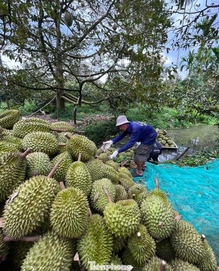  Sở Nông nghiệp và Môi trường Vĩnh Long cho biết, năm 2025, Vĩnh Long có diện tích sầu riêng hơn 8.140ha. Diện tích trồng mới tăng nhanh và tự phát, dẫn đến rủi ro về năng suất và chất lượng. Nông dân còn nhiều lúng túng trong việc quản lý kim loại nặng (Cadimi) từ đất, phân bón đến các chất làm đẹp trái như vàng O. 