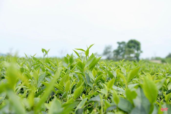 Tại xã Sơn Tây, cây chè được trồng trên diện tích khoảng 300 ha, tập trung chủ yếu ở các thôn Khí Tượng, Hoàng Nam, Hà Chua… Quý I/2026, sản lượng chè toàn xã đạt gần 500 tấn. Với giá bán khoảng 7.100 đồng/kg chè tươi, cây chè đang mang lại nguồn thu ổn định, góp phần giúp nhiều hộ dân nâng cao đời sống kinh tế.