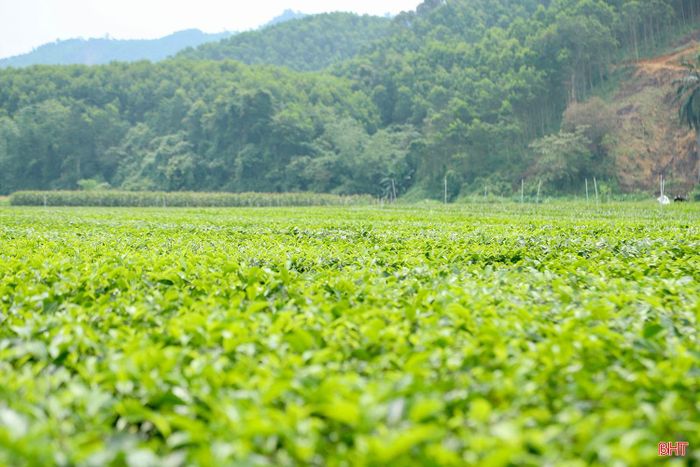 Hiện toàn xã Sơn Kim 2 có khoảng 350 ha chè, tập trung nhiều tại các thôn: Tiền Phong, Làng Chè, Thanh Dũng… Quý I/2026, tổng sản lượng thu hoạch chè của xã đạt 369 tấn, tăng 15 tấn so với cùng kỳ năm 2025.