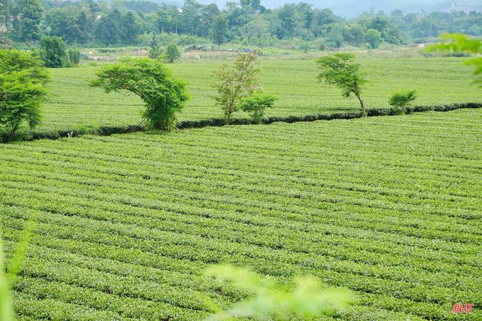 Đến với xã Sơn Kim 2 và xã Sơn Tây, ấn tượng đầu tiên là những đồi chè nối tiếp nhau chạy dài dọc theo các cung đường. Những hàng chè được chăm sóc tỉ mỉ, tạo nên một không gian xanh mướt mắt và đầy sức sống.