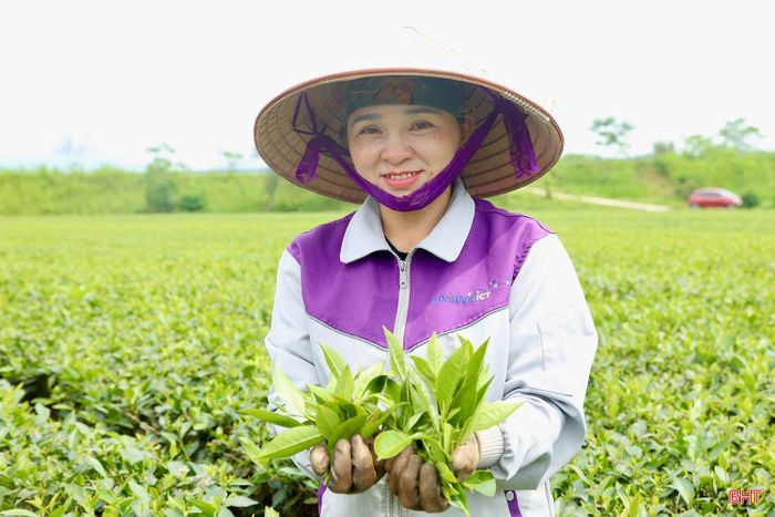 Bà Nguyễn Thị Thúy (thôn Tiền Phong, xã Sơn Kim 2) cho hay: "Gắn bó với cây chè hơn 10 năm nay, gia đình tôi đã phát triển được diện tích canh tác lên đến 1 ha. Hiện nay, gia đình tôi và các hộ dân trồng chè trên địa bàn đang tập trung sản xuất theo hướng an toàn để nâng cao giá trị sản phẩm và đáp ứng tốt nhu cầu thị trường".