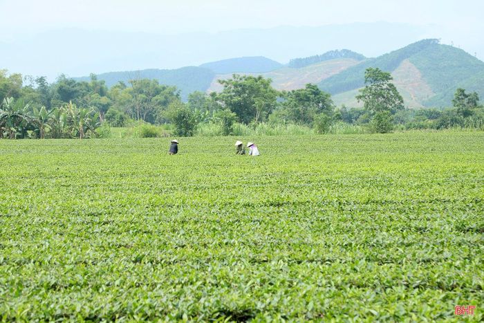Ông Nguyễn Hồng Sơn - Trưởng phòng Kinh tế, UBND xã Sơn Tây cho biết: "Trong định hướng phát triển, địa phương tiếp tục khuyến khích người dân mở rộng diện tích đi đôi với việc nâng cao chất lượng sản phẩm theo tiêu chuẩn VietGAP. Cây chè không chỉ giúp bà con ổn định đời sống mà còn là nhân tố quan trọng để xã giữ vững và nâng cao tiêu chí thu nhập, tạo đà cho quá trình phát triển kinh tế bền vững tại địa phương".