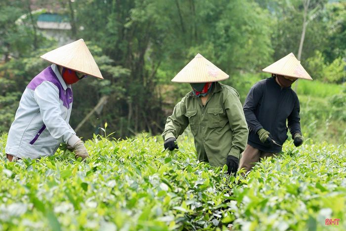 Trên các đồi chè, người nông dân miệt mài với công việc từ lúc sương còn chưa tan, đôi tay thoăn thoắt lựa chọn những búp chè non nhất. Mỗi búp chè là kết tinh của nắng gió và cả tấm lòng của người trồng gửi gắm vào từng gốc cây.
