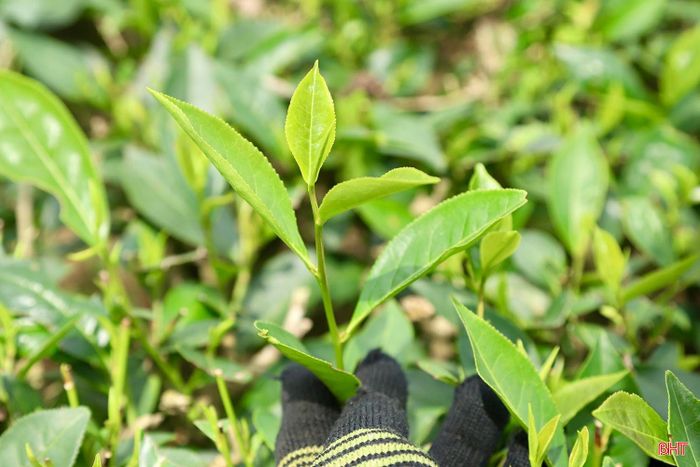 Màu xanh bạt ngàn của những đồi chè tại xã Sơn Kim 2 và Sơn Tây hiện nay là kết quả từ sự kiên trì bám đất, bám nghề của bà con nông dân cùng những định hướng đúng đắn của địa phương trong việc phát triển cây trồng thế mạnh. Việc duy trì và phát triển những vùng nguyên liệu tập trung này chính là nền tảng quan trọng để chính quyền và người dân tiếp tục đầu tư, nâng cao giá trị sản xuất và khẳng định vị thế của sản phẩm chè trên thị trường.