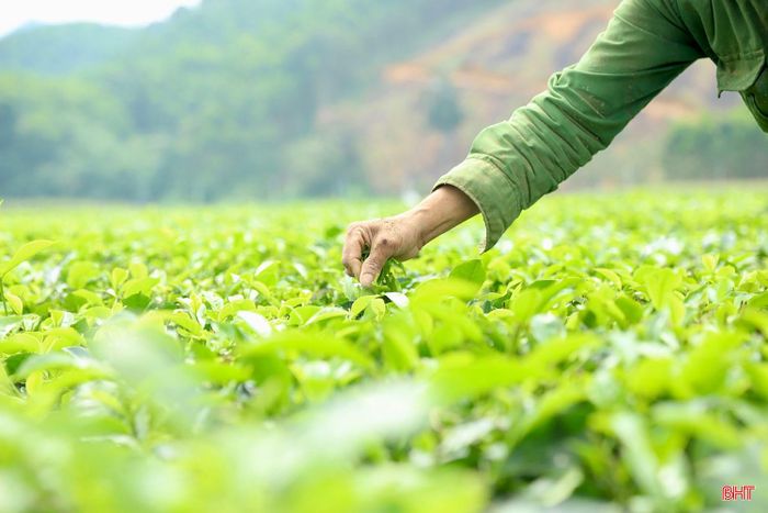 Ông Phạm Văn Lệ (thôn Hà Chua, xã Sơn Tây) phấn khởi chia sẻ: “Từ khi tập trung phát triển cây chè, kinh tế gia đình tôi khấm khá hơn. Năm nay, với diện tích 0,5 ha, nhờ tuân thủ đúng quy trình chăm sóc, cây phát triển tốt, dự kiến gia đình sẽ thu hoạch được hơn 1,2 tấn chè búp tươi".