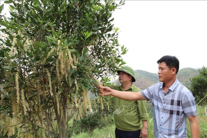Vườn mắc ca tại xã Khuất Xá, tỉnh Lạng Sơn.
