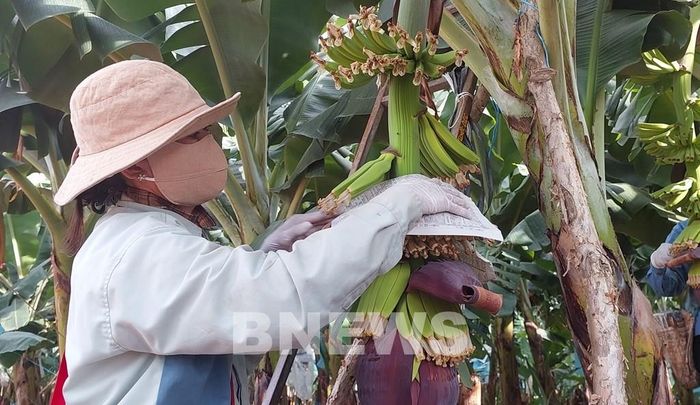 Sự gắn kết các bên trong chuỗi sản xuất giúp nông dân yên tâm sản xuất. Ảnh minh họa: Bích Hồng/Bnews/vnanet.vn