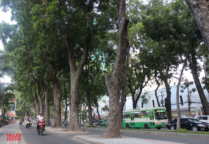 Đôi khi, linh hồn của thành phố không nằm ở những tòa nhà cao nhất, mà nằm ở những điều nhỏ nhất: một hàng cây già chưa bị chặt, một khu chợ vẫn còn tiếng trả giá, một quán cà phê mà người ta nhớ tên nhau... Trong ảnh: Hàng cây cổ thụ trên đường Tôn Đức Thắng giờ chỉ còn lại trong ký ức hay qua những bưu ảnh. Ảnh: Trung Dũng