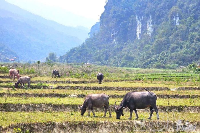 Nhiều diện tích đất lúa một vụ thiếu nước sản xuất bị bỏ hoang, người dân tận dụng làm bãi chăn thả trâu bò.