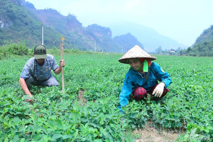 Người dân bản Nà Chua, xã Mường Mùn chuyển đổi diện tích đất lúa một vụ sang trồng lạc nhằm thích ứng với điều kiện thiếu nước sản xuất.