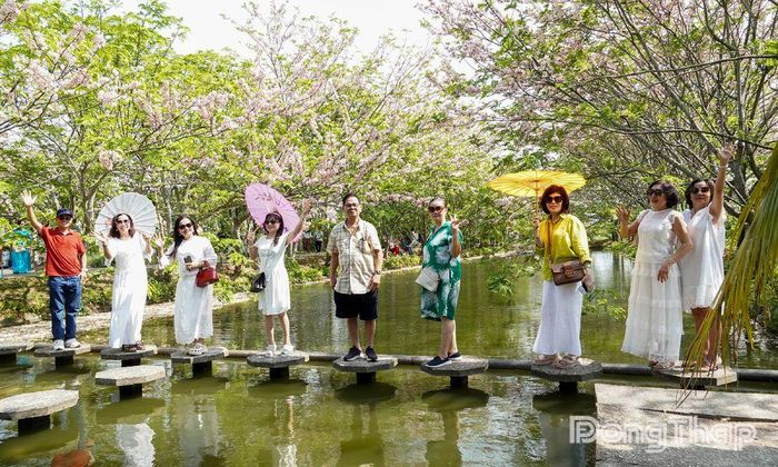 Khách du lịch trải nghiệm chụp ảnh với muồng hoa anh đào tại Khu du lịch Vườn hồng Tư Tôn. Ảnh: NAM PHONG