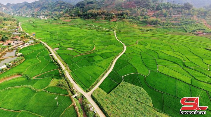 Toàn cảnh cánh đồng lúa tại bản Hùn, phường Chiềng Cơi.