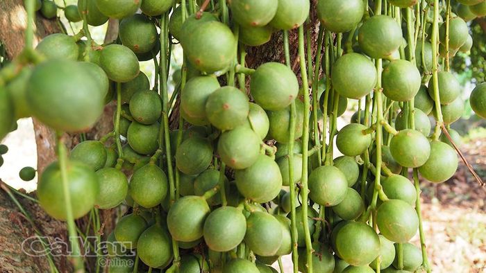 Dâu đang vào mùa cho trái; theo kinh nghiệm dân gian, sau vài cơn mưa, trái sẽ ngọt hơn.