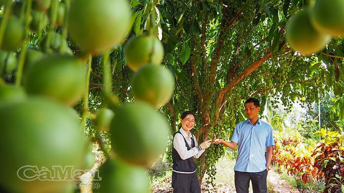 Gia đình anh Phạm Tấn Tài (Ấp 8, Xã Trần Văn Thời) lưu lại khoảnh khắc tại vườn dâu điểm du lịch Hương Tràm.