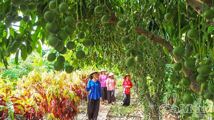 Điểm du lịch Hương Tràm (xã Khánh An) với khoảng 50 gốc dâu xanh và dâu Cái Tàu đang vào mùa, phục vụ du khách tham quan, thưởng thức và chụp ảnh dịp lễ 30/4.