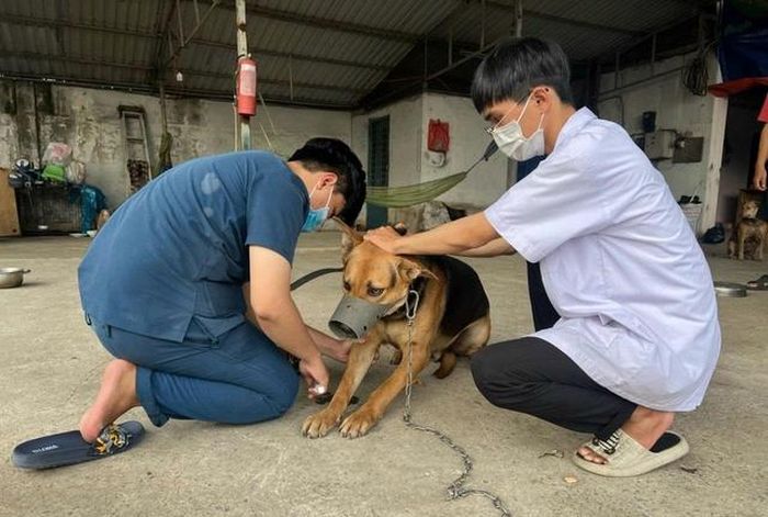 Tổ chức Y tế Thế giới khuyến cáo tỷ lệ tiêm phòng bệnh dại trên tổng đàn chó, mèo cần đạt tối thiểu 70%.