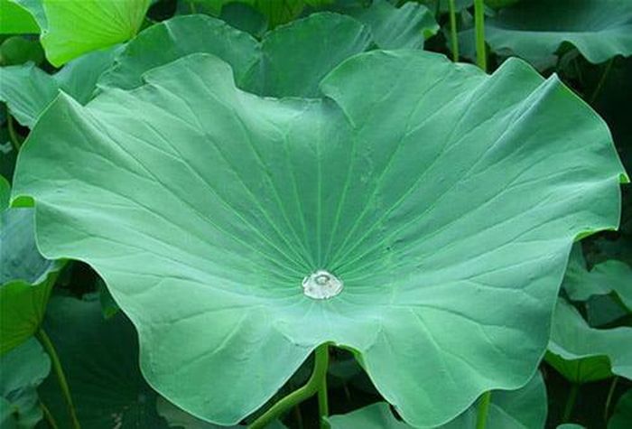Lá sen thanh nhiệt, hóa đàm, hỗ trợ giảm lipid máu.