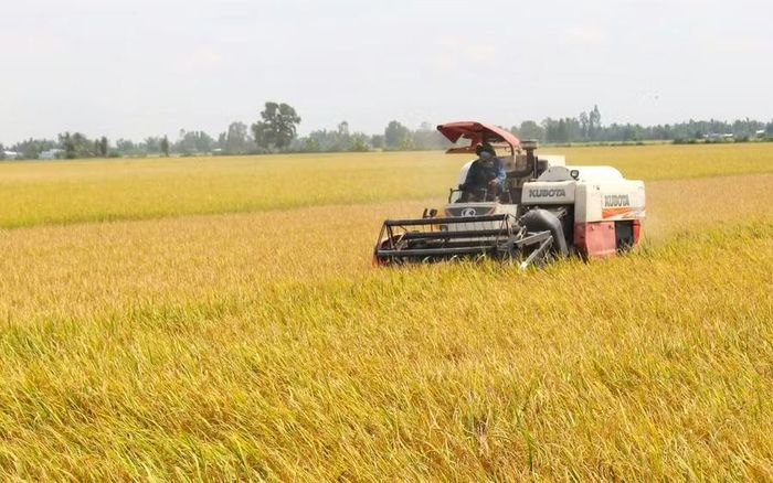 Trồng lúa chất lượng cao giúp giảm chi phí sản xuất, tăng năng suất, lợi nhuận cho nhà nông.