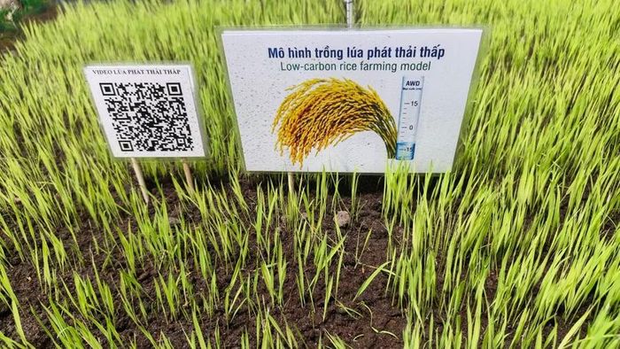 Mô hình trồng lúa phát thải thấp tại Cà Mau.
