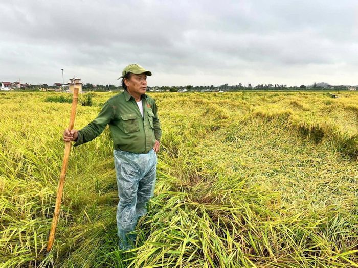 Người dân xót xa nhìn ruộng lúa sắp thu hoạch đổ ngã hoàn toàn. Ảnh: Đinh Đoàn