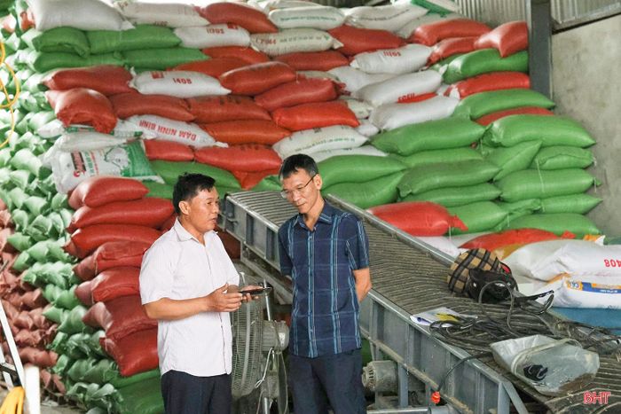 Với sự vào cuộc đồng bộ của các cấp, ngành và tinh thần chủ động của người dân, công tác thu hoạch, tiêu thụ lúa sau mưa lớn đang được đẩy nhanh, góp phần hạn chế thiệt hại và ổn định sản xuất.