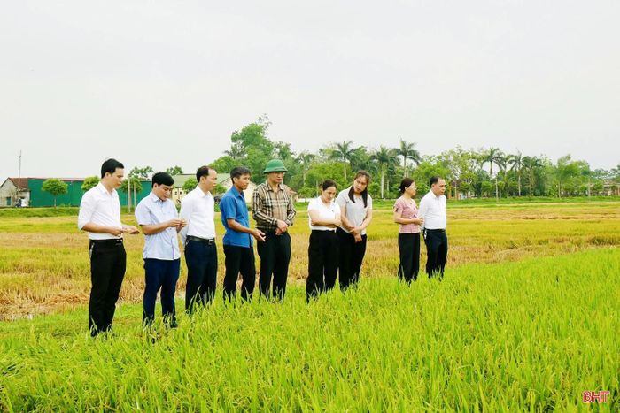  Tại xã Đức Thịnh, toàn xã đã thu hoạch 1.540/2.387 ha, đạt khoảng 64,5% diện tích gieo trồng. Trong tổng số 847 ha chưa thu hoạch, lúa bị đổ ngã ước khoảng 580 ha, chiếm gần 68,5% diện tích. Trong sáng 4/5, lãnh đạo địa phương cùng cán bộ các phòng chuyên môn đã trực tiếp xuống đồng kiểm tra, động viên người dân khắc phục thiệt hại. 
