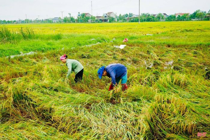 Theo đó, địa phương chỉ đạo các thôn, hợp tác xã và cán bộ chuyên môn tập trung hướng dẫn người dân khẩn trương thu hoạch diện tích lúa còn lại theo phương châm “xanh nhà hơn già đồng”; đồng thời chủ động khơi thông mương máng, tiêu úng kịp thời sau mưa, nhằm hạn chế thấp nhất thiệt hại, bảo vệ năng suất vụ mùa.