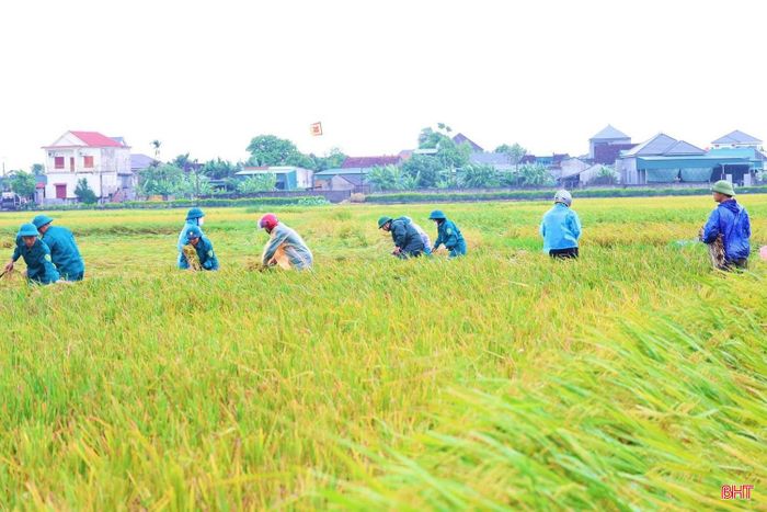 Theo đó, Ban Chỉ huy Quân sự xã đã huy động 70 chiến sĩ cùng người dân, ưu tiên thu hoạch sớm cho các hộ khó khăn, ốm đau, thiếu hoặc không có nhân lực. Lực lượng tập trung thu hoạch diện tích lúa bị đổ ngã tại các vùng trũng thấp, ngập sâu – nơi máy gặt không thể tiếp cận.