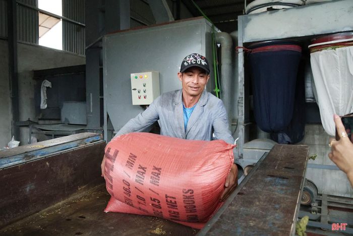 Cùng với công tác thu hoạch, nhiều cơ sở sấy lúa cũng chủ động thu mua, sấy lúa cho bà con nhằm giảm thiểu thiệt hại, hạn chế tình trạng lúa nảy mầm, mốc hỏng và đảm bảo chất lượng sau thu hoạch.