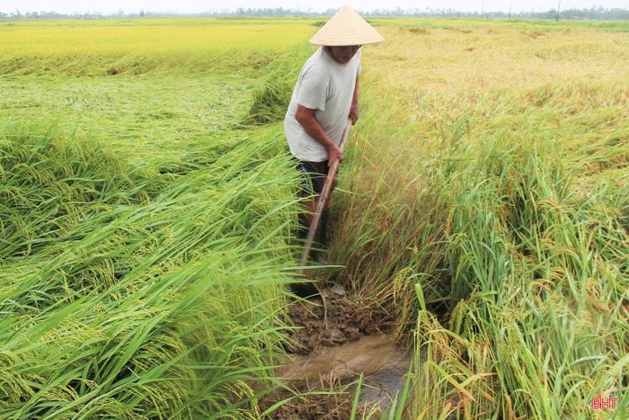 Tại nhiều địa phương, trong sáng 4/5, người dân đã khẩn trương ra đồng kiểm tra, triển khai các biện pháp như khơi thông dòng chảy, dựng lại những diện tích lúa chưa đến kỳ thu hoạch và tổ chức thu hoạch sớm các diện tích đã chín…