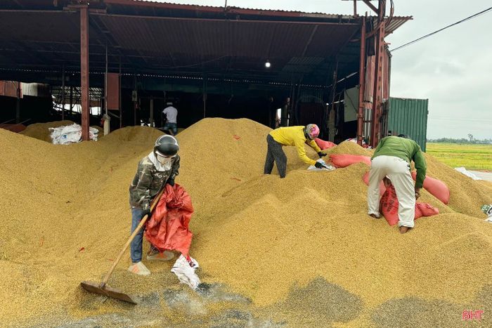 Các cơ sở sấy lúa đang hoạt động hết công suất do sản lượng lúa bị ảnh hưởng bởi mưa lớn tăng cao; trong khi thời tiết vẫn còn diễn biến mưa, chưa thể triển khai phơi.