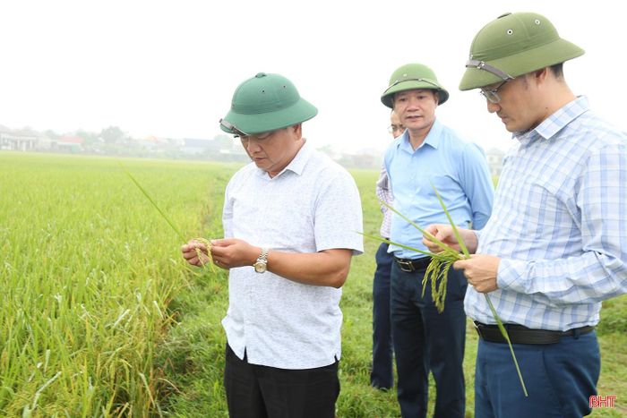 Phó Chủ tịch UBND tỉnh Hồ Huy Thành đã kiểm tra mô hình canh tác lúa cải tiến SRI gắn với giảm phát thải tại thôn Hoàng Diệu, xã Kỳ Anh.