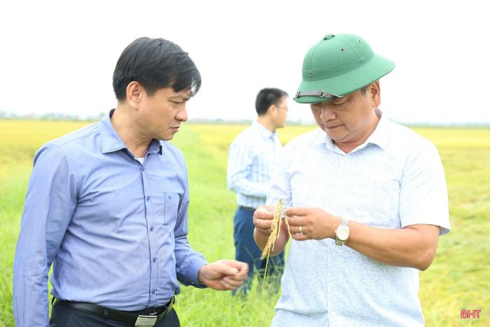 Phó Chủ tịch UBND tỉnh kiểm tra chất lượng lúa bị đổ ngã.