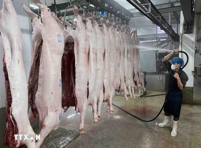 Giết mổ gia súc. (Nguồn: TTXVN)