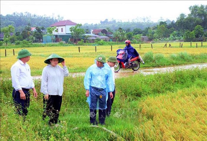 Lãnh đạo xã Toàn Lưu kiểm tra, chỉ đạo khắc phục lúa bị đổ, ngã. Ảnh: Công Tường/TTXVN
