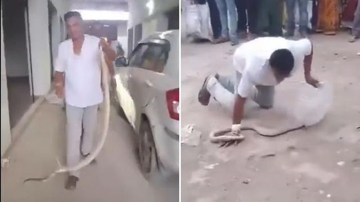 Người bắt rắn tử vong sau khi bị rắn hổ mang chúa cắn. Ảnh: X @gharkekalesh